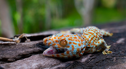 Tokay gecko clings into a tree on green blurred background