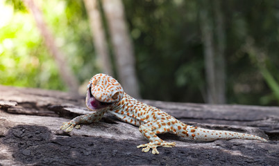 Tokay gecko clings into a tree on green blurred background