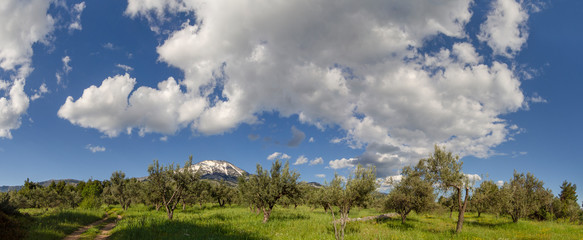 Obraz na płótnie Canvas Panoramic view of mountain, olive garden and sky with clouds on on the island of Evia, Greece
