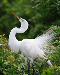 beautiful white egret in spring breeding plumage