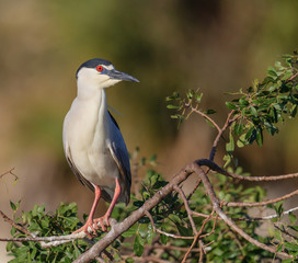 Black-crowned Night-Heron looks right