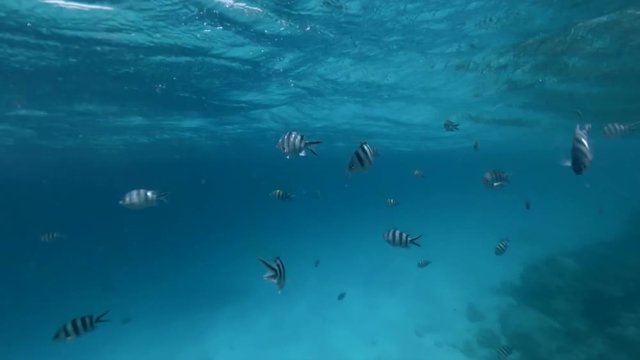 a lot of striped black and white fish swim in front of the camera under water close to the surface. Underwater footage.