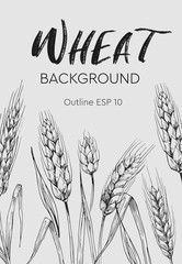 Card teplate. Background with wheat ears. Hand drawn illustration converted to vector © aksol