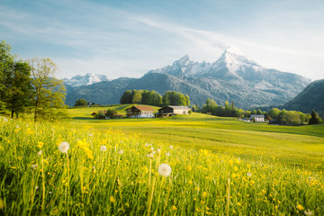Idyllic landscape in the Alps with blooming meadows in springtime