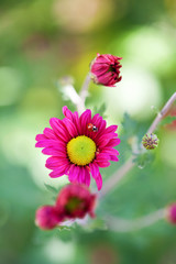 Autumn pink flower