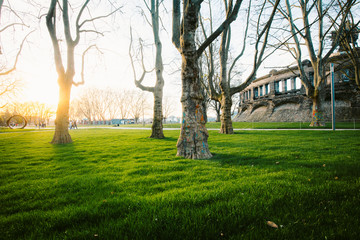 Old trees with lush green grass in city park at sunset