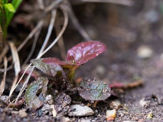 Wachsende junge Pflanze auf erdigem Boden.