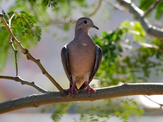 An eared dove (zenaida auriculata) on a tree in Cordoba City, Cordoba, Argentina.