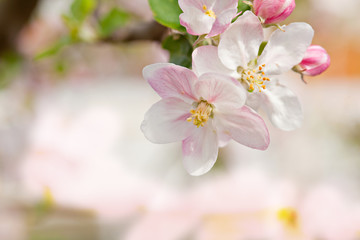 Fototapeta na wymiar Closeup blossoming tree brunch with white flowers