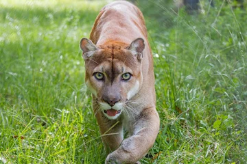 Fototapete Rund Florida Panther walks through high grass_ © Jo