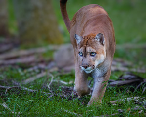 Florida Panther, puma, or cougar, walks through the brush as it stalks its prey-Edit © Jo