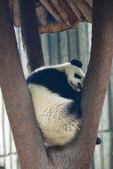 Obraz premium 睡眠