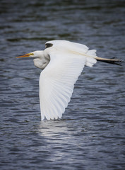 Flying great white egret touches wing on water of pond