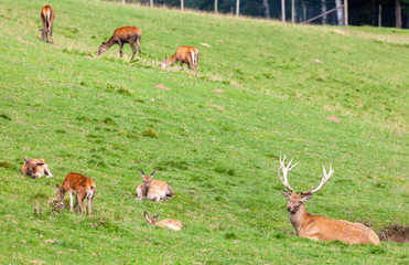forest animal, Styria, Austria