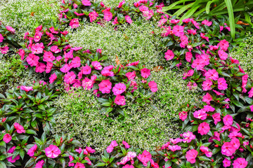 Blumenbeet mit rosa Edellieschen und Zauberschnee