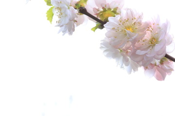 Fototapeta na wymiar branch of blossoms