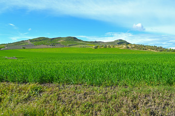 Beautiful Green Hay Field, Sicilian Landscape, Mazzarino, Caltanissetta, Italy, Europe