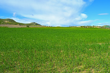 Beautiful Green Hay Field, Sicilian Landscape, Mazzarino, Caltanissetta, Italy, Europe