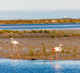 flamingos, Camargue, Provence, France