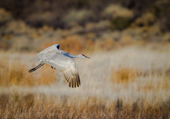 Graceful sandhill crane lifts off out of the pond at Bosque del Apache