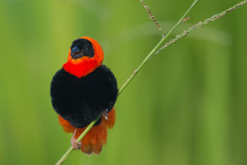 Northern Red Bishop mating display