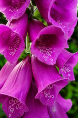 Close-up of purple common foxglove flowers (Digitalis purpurea) © jamescade