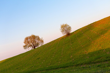 Fototapeta na wymiar minimal surreal green tree on a hill in nature during dawn, sunrise, symbol of life