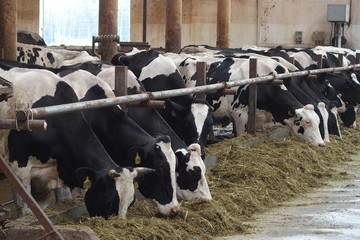 Many cows on the farm eat hay 