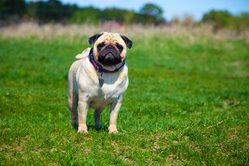 Obraz premium Pug dog stands on green grass.