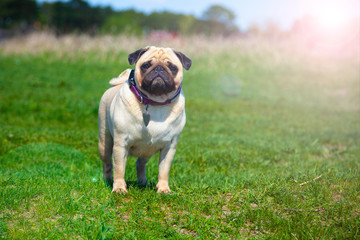 Obraz premium Pug dog stands on green grass.