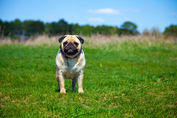 Obraz premium Pug dog stands on green grass.