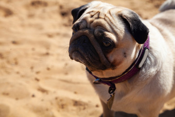 Obraz premium Dog pug is standing on the sand.