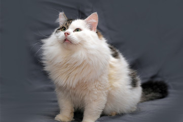 white with gray fluffy cat on a gray background