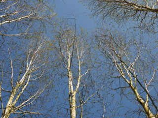 Looking up at silver birch tree tops with blue sky behind