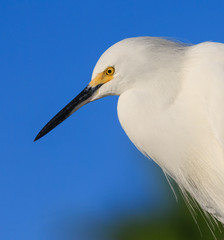 Left profile of Snowy white egret