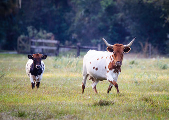Long horned Florida cracker cattle