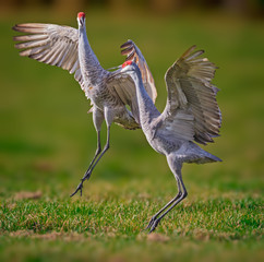 Mating sandhill cranes dance in the air © Jo