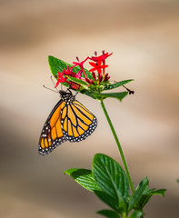 Monarch butterfly with soft background