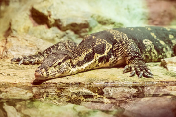 Asian water monitor - Varanus salvator