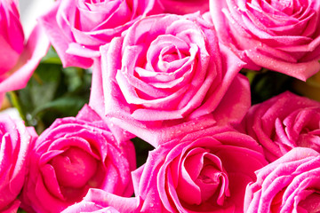 Fototapeta na wymiar Wedding or Valentines Day, Mother day card. Beautiful pink roses flower bouquet close-up.