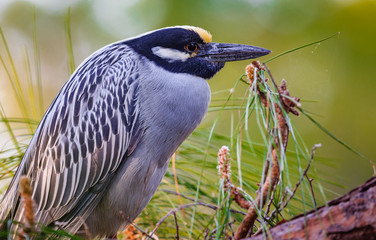 Night heron sits on eggs in spring in Florida