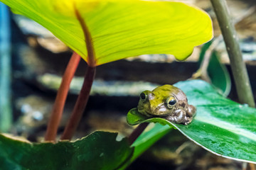Treasury Island tree frog - Litoria thesaurensis