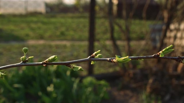 Green buds on thin branch, ants running on it, shallow depth of field, slider move