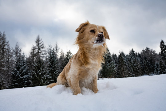 Balou Bilder Durchsuchen 102 Archivfotos, und Videos