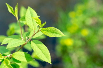 Fototapeta na wymiar green plant close-up in sun day