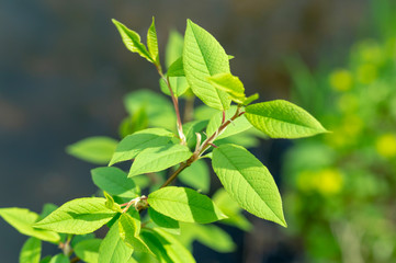 green plant closeup on the background of the background blurred bodies of water