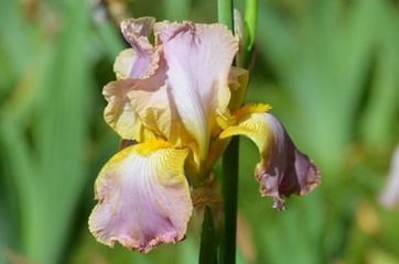 Close up of a yellow pink iris flower in full bloom, in a garden in a sunny spring day 