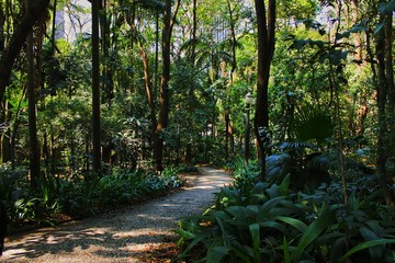 path in the forest