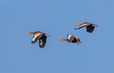 Red crested pochard ducks in flight