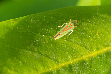 Rhododendron leafhopper, Graphocephala fennahi